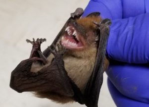 captured bat