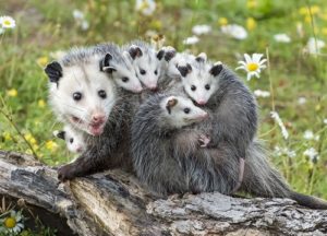 Family of opossums in the yard