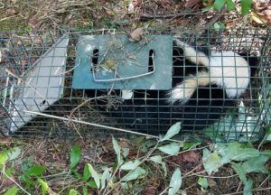 Skunk caught in a trap in Roanoke area