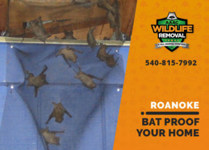 bat proofing my roanoke home