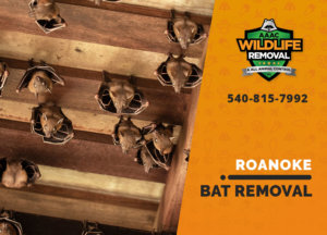 bat exclusion in roanoke
