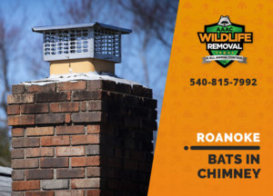bat in chimney roanoke