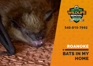 bats in my roanoke home