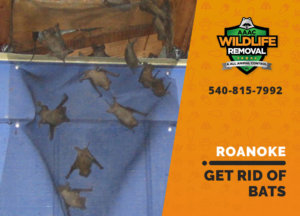 get rid of bats roanoke