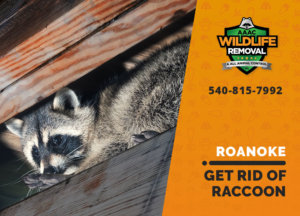 get rid of raccoon roanoke