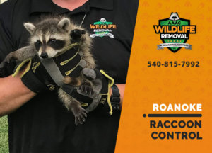 raccoon control roanoke
