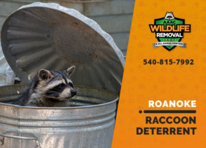 roanoke raccoon deterrents