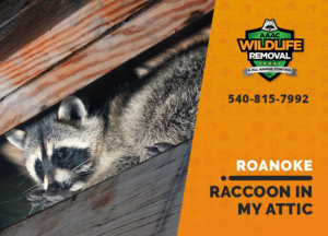 raccoon stuck in attic roanoke