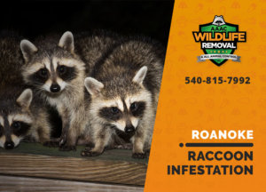 infested by raccoons roanoke