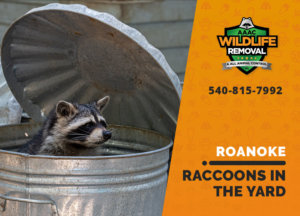 raccoons in my yard roanoke