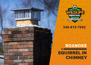 squirrel stuck in chimney roanoke
