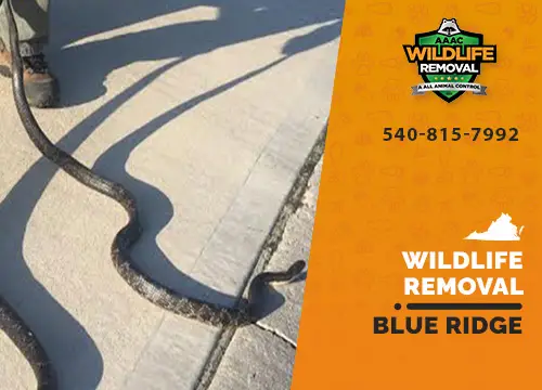 Blue Ridge Wildlife Removal professional removing pest animal