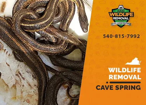 Cave Spring Wildlife Removal professional removing pest animal