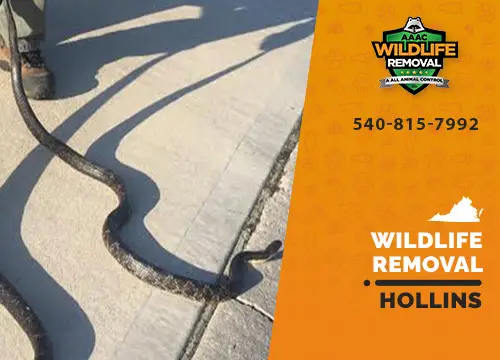 Hollins Wildlife Removal professional removing pest animal