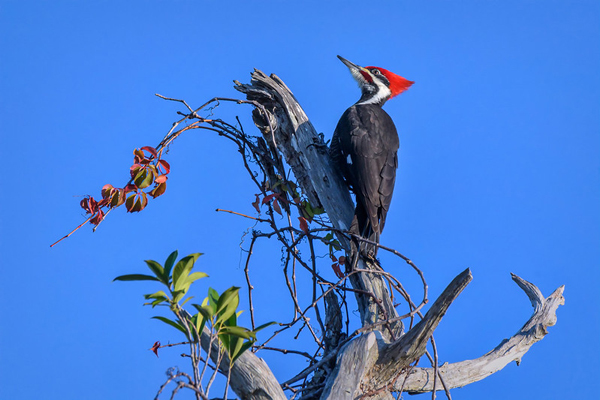 image of a woodpecker