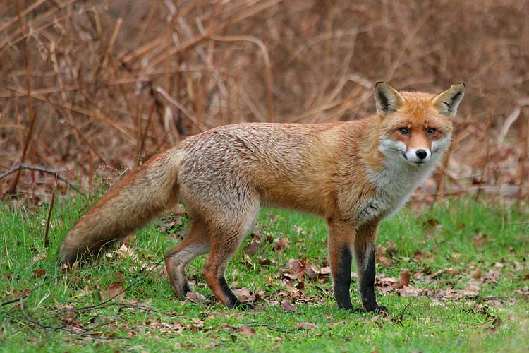 Are Foxes Nocturnal?