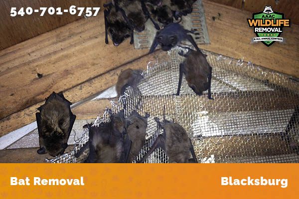 Bat Removal Blacksburg