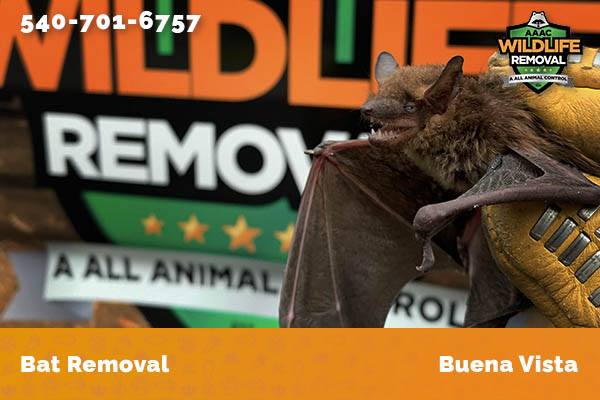 Bat Removal Buena Vista