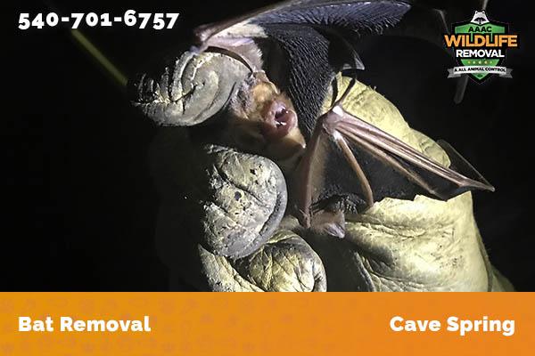 Bat Removal Cave Spring