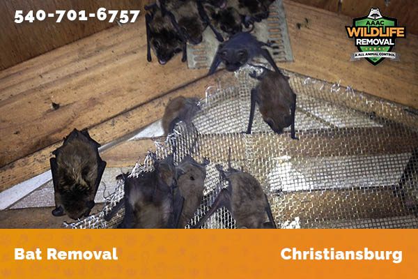 Bat Removal Christiansburg