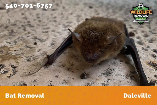 Bat Removal Daleville