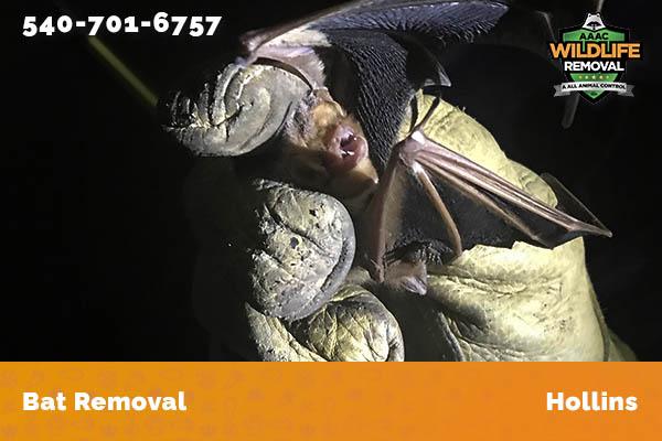 Bat Removal Hollins