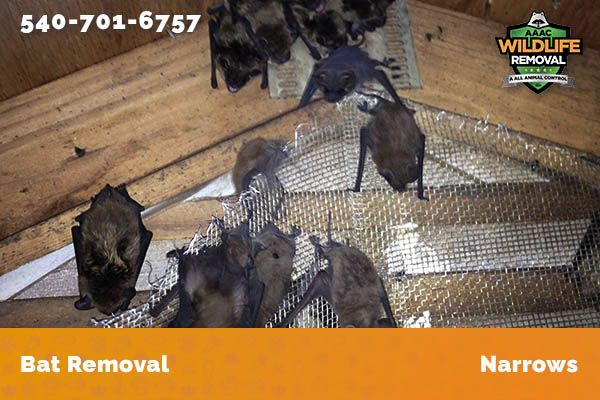 Bat Removal Narrows