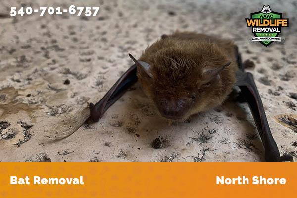 Bat Removal North Shore