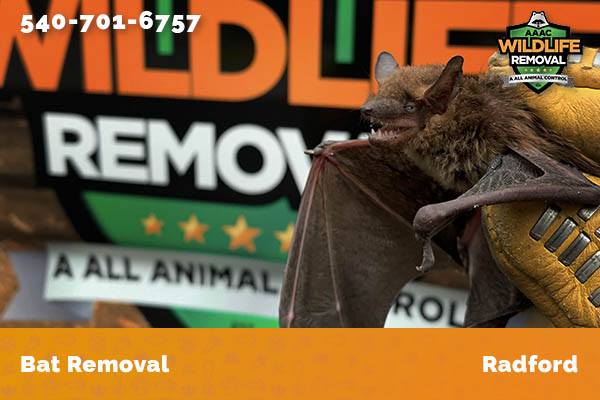 Bat Removal Radford