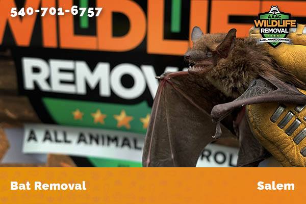 Bat Removal Salem