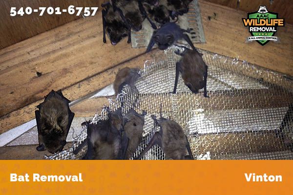 Bat Removal Vinton