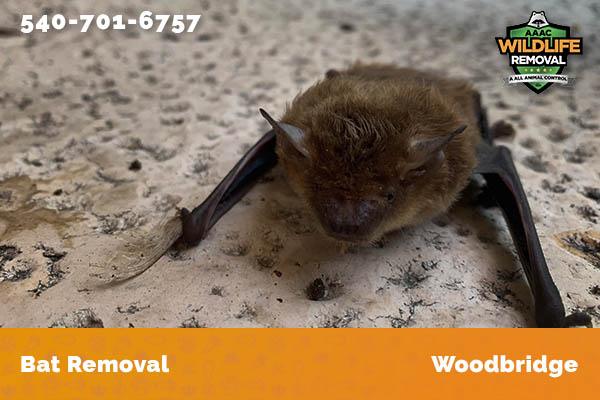 Bat Removal Woodbridge