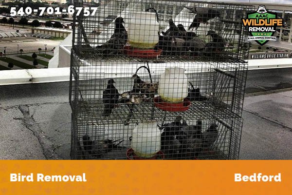 Bird Removal Bedford