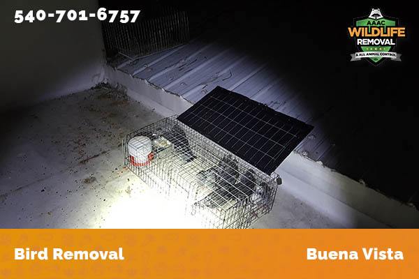 Bird Removal Buena Vista