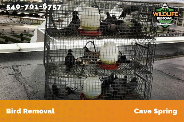 Bird Removal Cave Spring