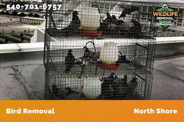 Bird Removal North Shore