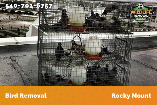 Bird Removal Rocky Mount
