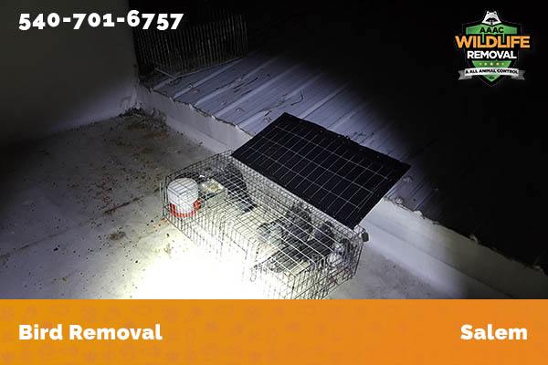 Bird Removal Salem