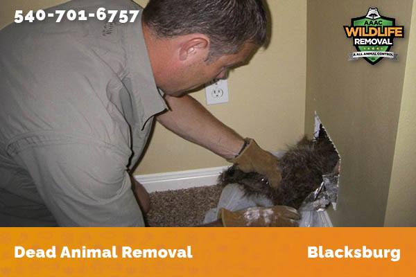 Dead Animal Removal Blacksburg