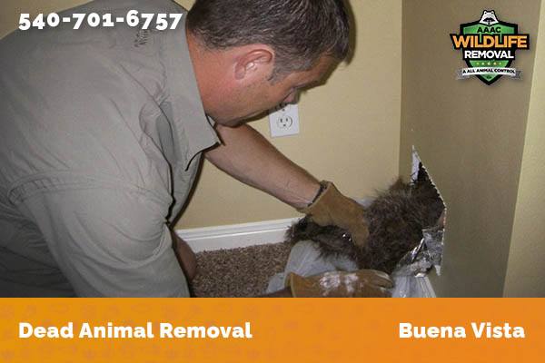 Dead Animal Removal Buena Vista