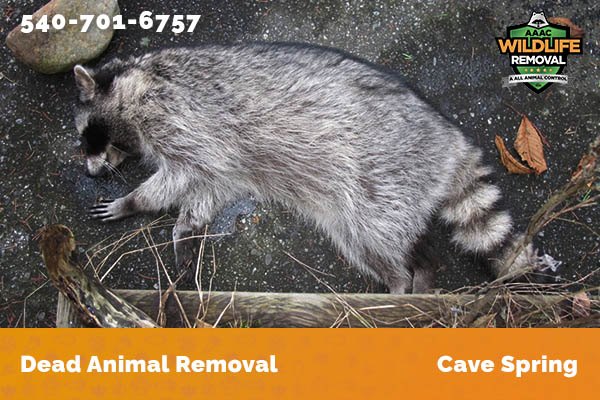 Dead Animal Removal Cave Spring