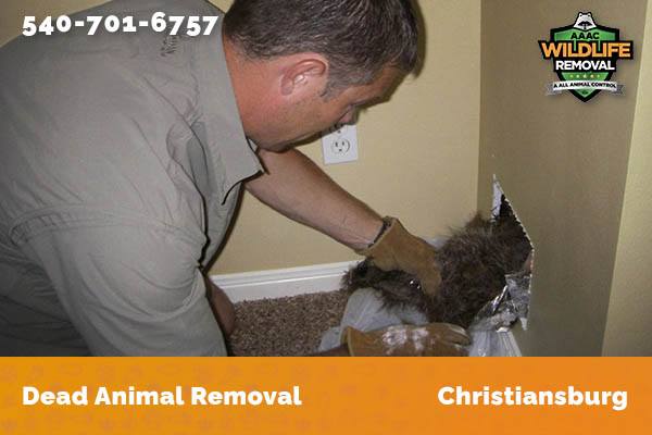 Dead Animal Removal Christiansburg