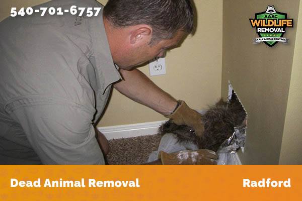 Dead Animal Removal Radford
