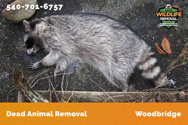 Dead Animal Removal Woodbridge