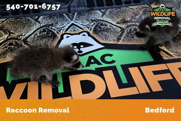 Raccoon Removal Bedford