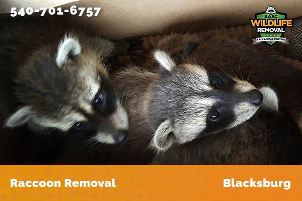 Raccoon Removal Blacksburg