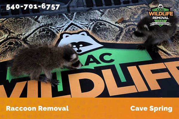 Raccoon Removal Cave Spring