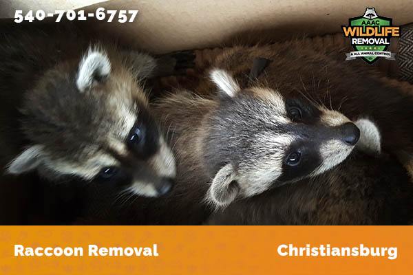 Raccoon Removal Christiansburg