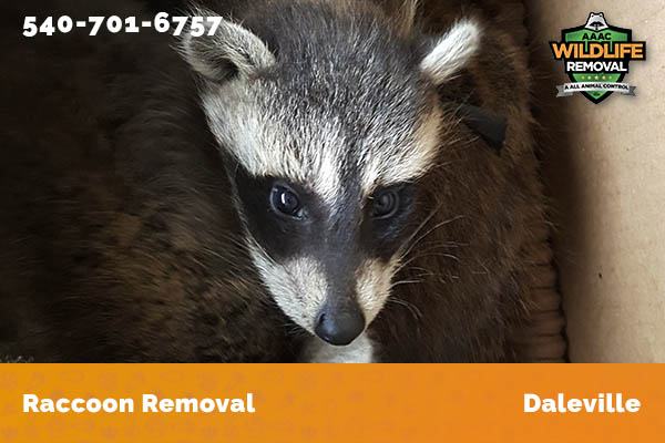 Raccoon Removal Daleville