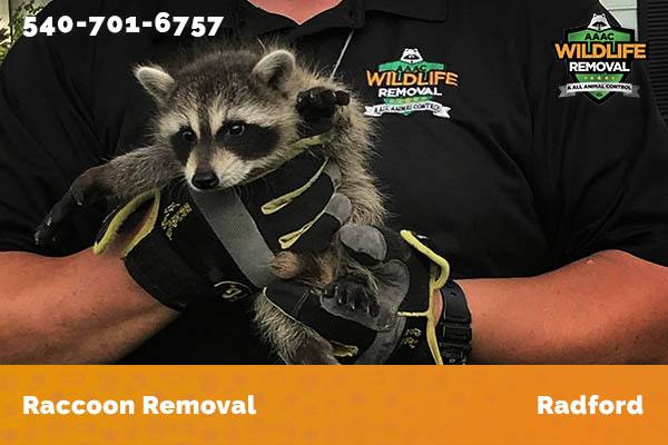Raccoon Removal Radford